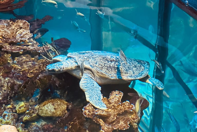 Myrtle the Green Sea Turtle at the New England Aquarium