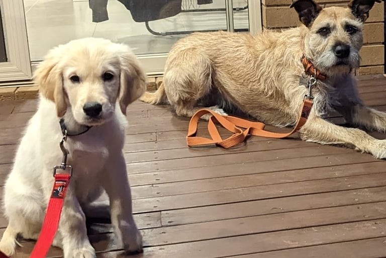 puppy and one dog sitting on a deck with their leash training