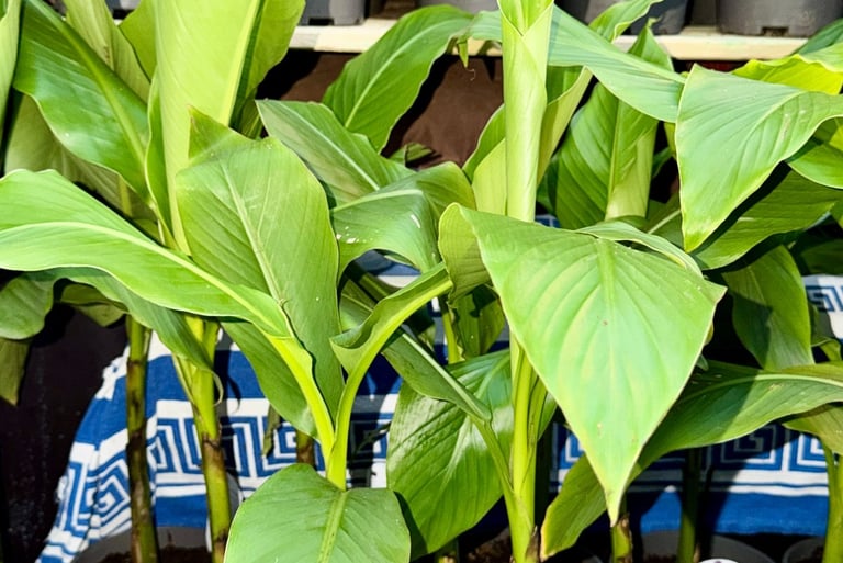 Boutique plant Bananier MUSA NORD TIBALDO JUNGLE