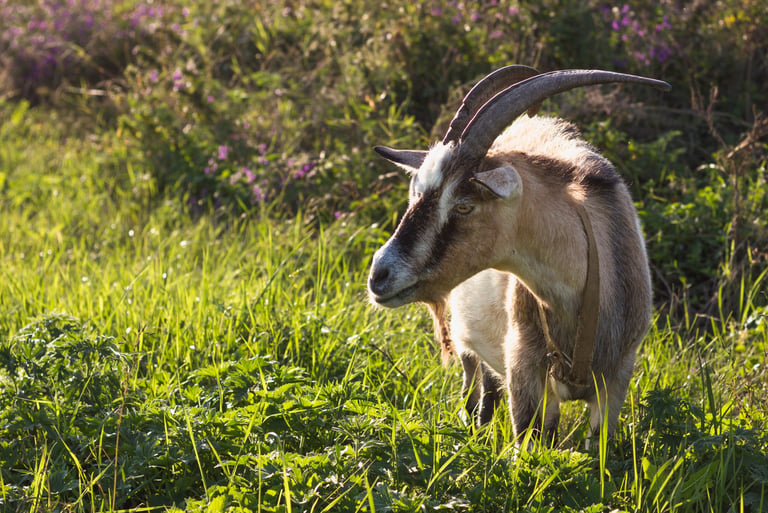 Chèvre avec de grandes cornes en pleine nature