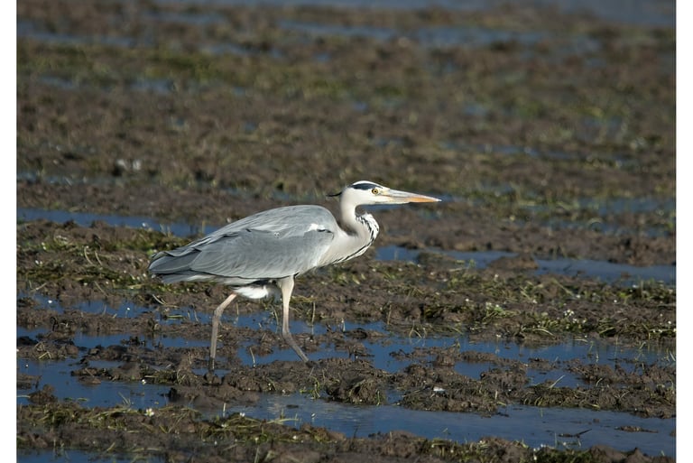 GARZA REAL (ARDEA CINEREA)