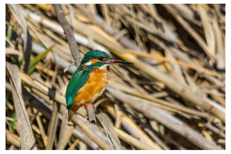 MARTIN PESCADOR (ALCEDO ATTHIS)