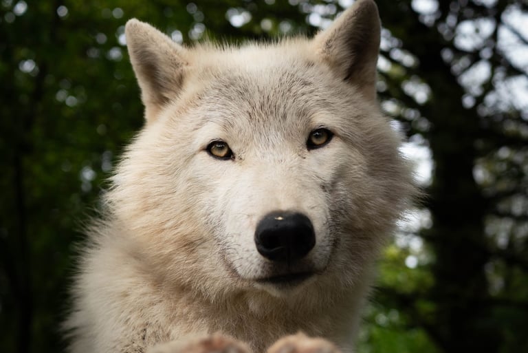 Un chien loup blanc qui regarde l'objectif