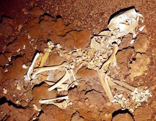 Fossil Marsupial Lion, thylacoleo carniflex, Flightstar Cave, Nullarbor