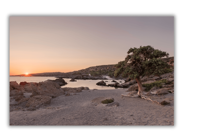a tree that is sitting on a rocky beach