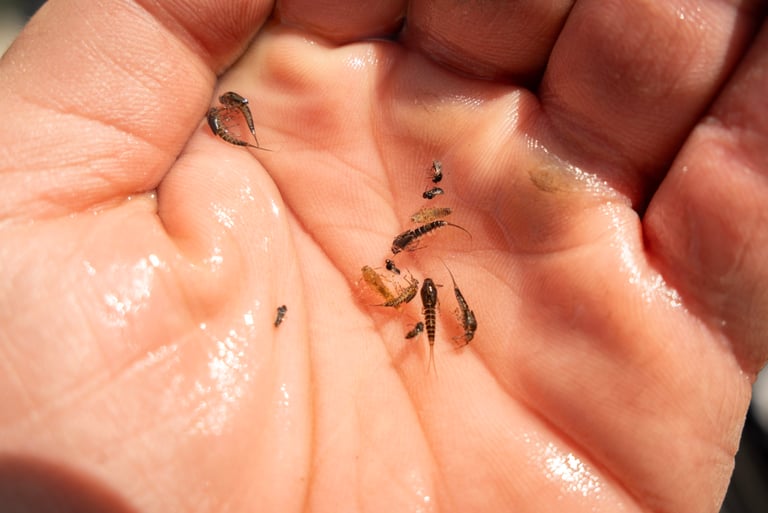 BWO nymphs from the Watauga River March 2025 Fly Fishing