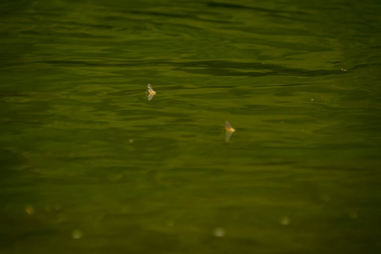 June brings Sulfur dry fly fishing to the South Holston River