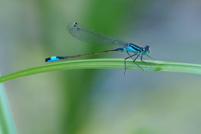 libellule ischnure élégante