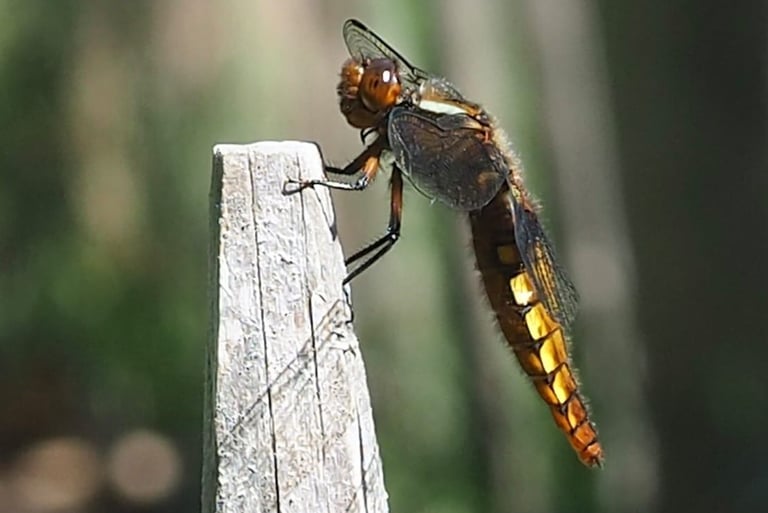 LIBELLULE DEPRIMEE FEMELLE