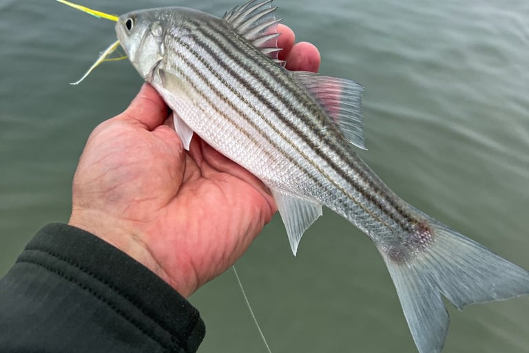 Small striper!