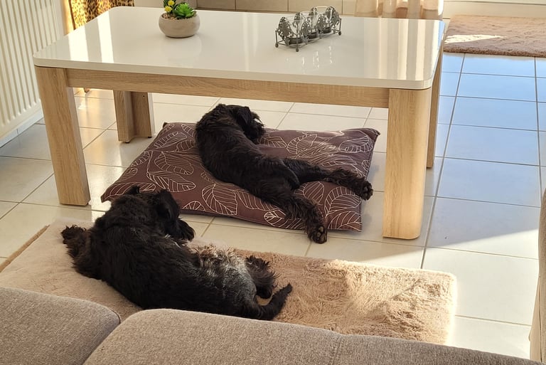 2 schnauzers qui se reposent sur un coussin moelleux