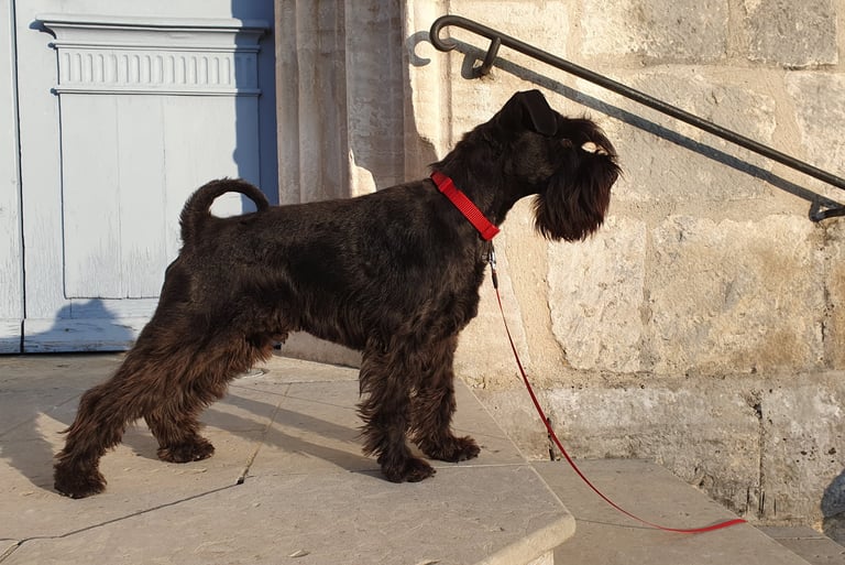 Schnauzer en position concours canin