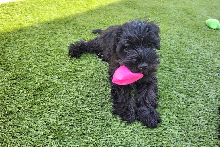 Chiot Schnauzer nain qui joue