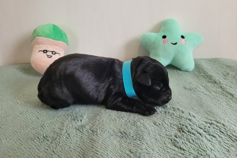 Chiot de Tara