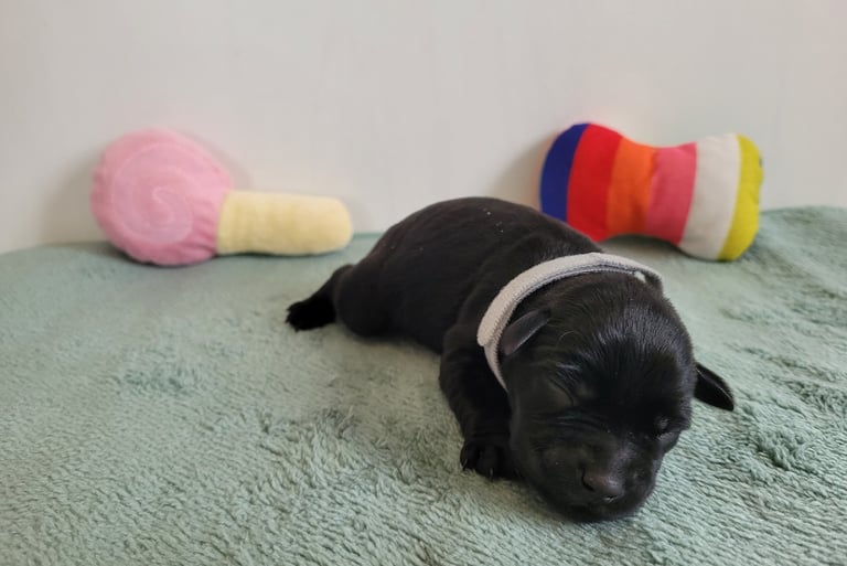 Chiot des Diamants noirs d'Also