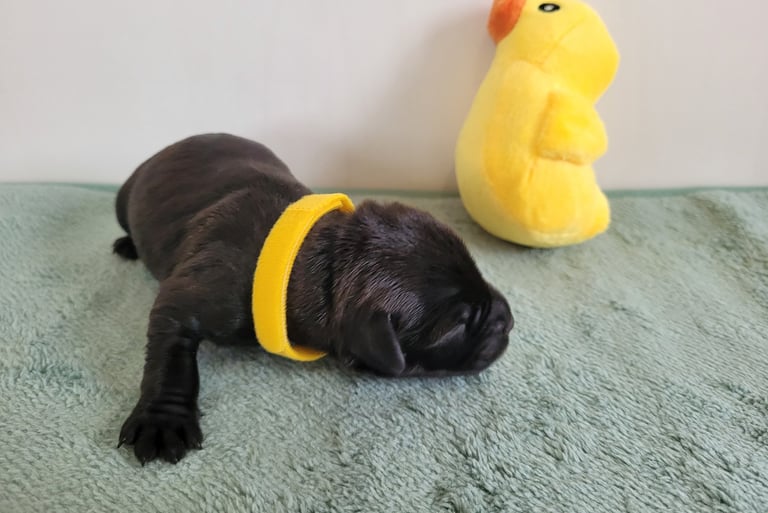 Chiot de Diamants Noirs d'Also