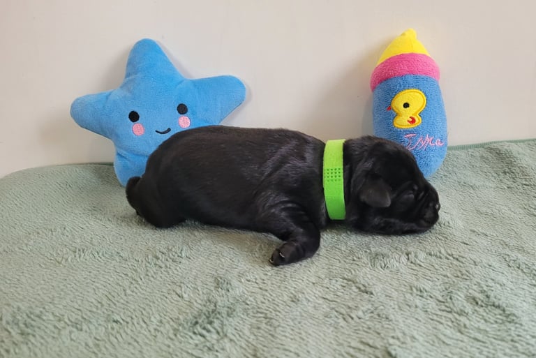 Chiot Schnauzer nain noir