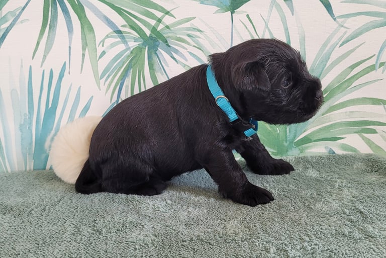 Bébé Schnauzer nain noir