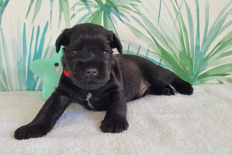 Chiot des Diamants Noirs d'Also