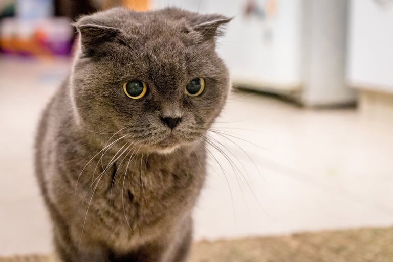 a cat is standing on the floor in front of a refrigerator