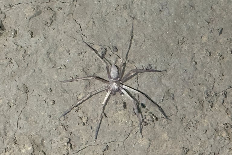 White, blind cave spider found in Hang Son Doong Cave, Vietnam