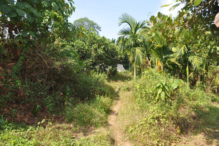 Forest walk to elephant beach, Havelock island, Andaman islands