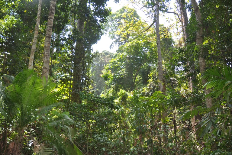 Forest walk to elephant beach, Havelock island, Andaman islands