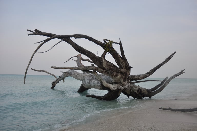 tree wreckage, havelock island, andaman and nicobar islands
