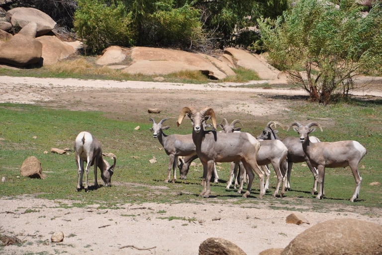 Desert Bighorn Sheep, Joshua Tree National Park
