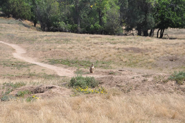 a prairie dog is standing on a dirt road by devils tower