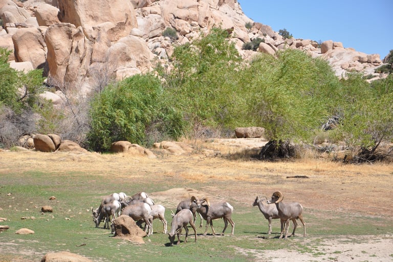 Desert Bighorn Sheep, Joshua Tree National Park