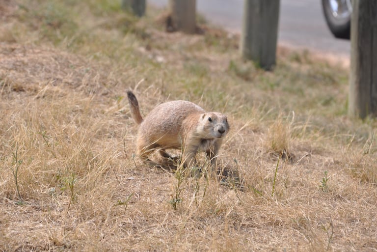 a prairie dog is standing by a road by devils tower