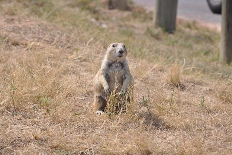 a prairie dog is standing by a road by devils tower