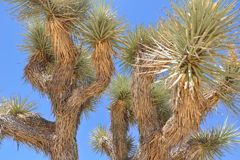 Skull rock trail, Joshua Tree National Park