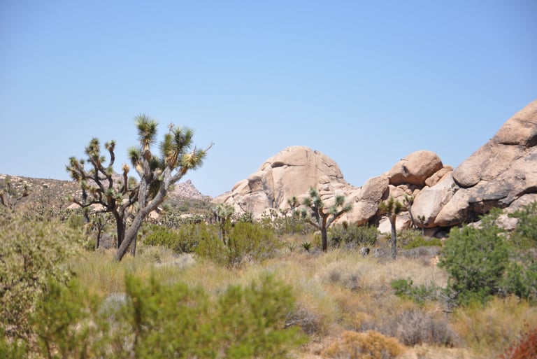  Barkers Dam, Joshua Tree National Park