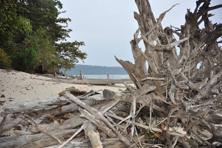 tree wreckage, havelock island, andaman and nicobar islands