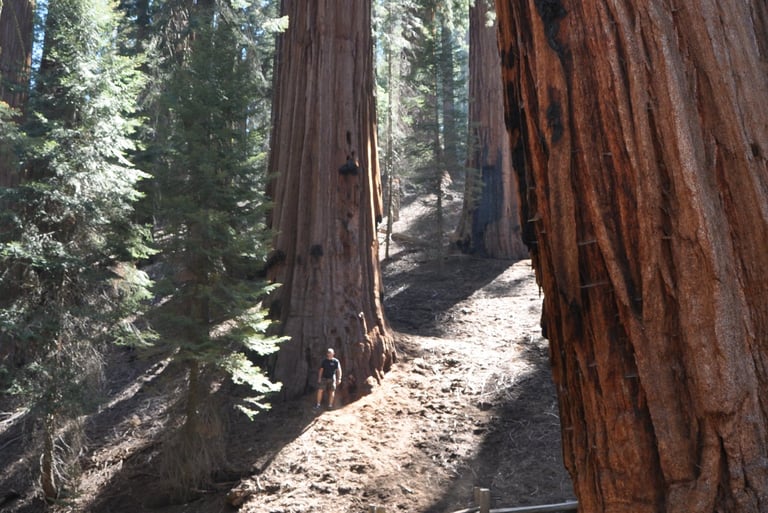 Sequoia national park