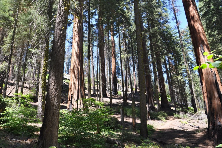a forest scene with a bench and a bench in the foreground