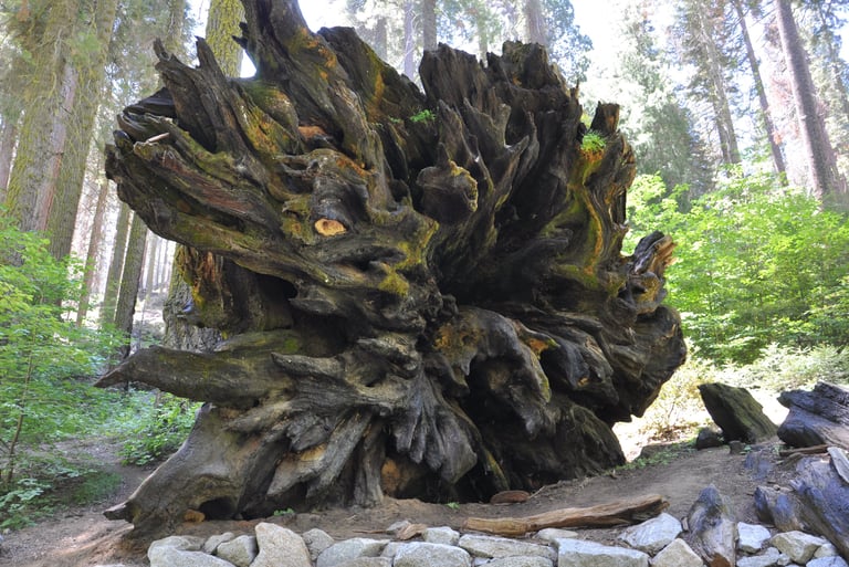 a large tree stump in the giant sequoia forest