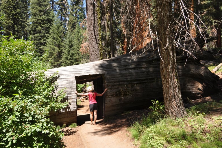 a woman standing in front of a tunnel through a giant sequoia