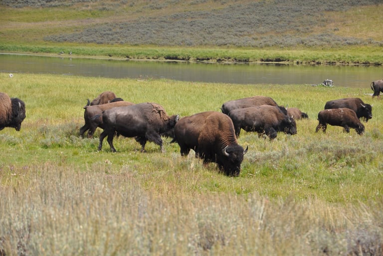 a herd of bison bison grazing in a field in Yellowstone national park