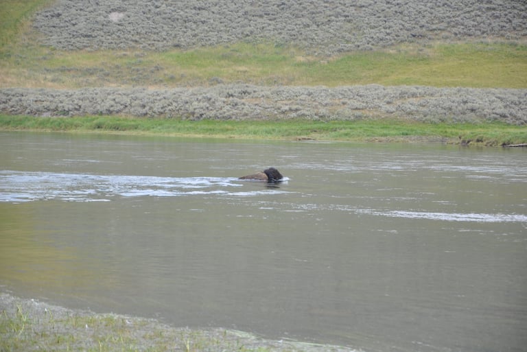 a bison bison crossing a river in Yellowstone national park