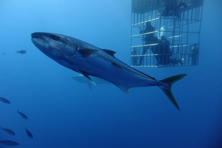 Great White shark diving in Guadalupe Island, off the coast of Mexico