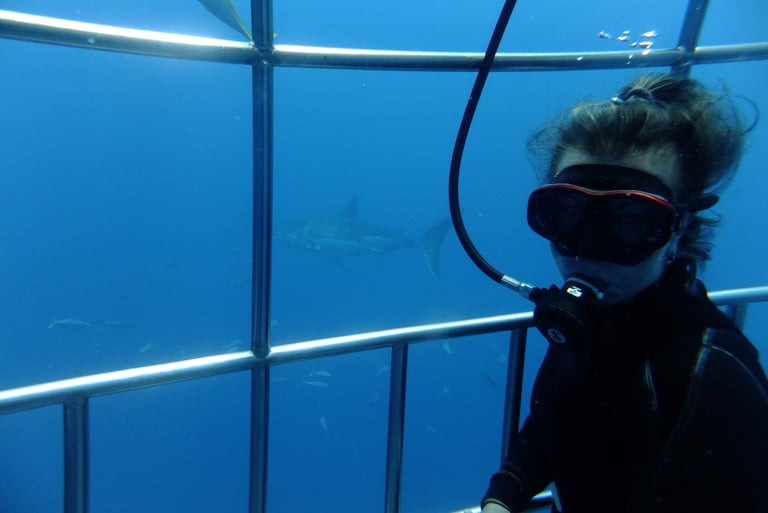 Great White shark diving in Guadalupe Island, off the coast of Mexico