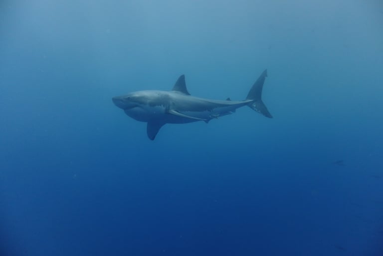 Great White shark diving in Guadalupe Island, off the coast of Mexico