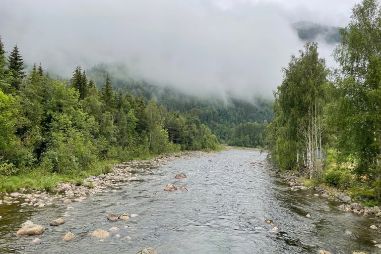 A walk in the woods around Dalen, Norway