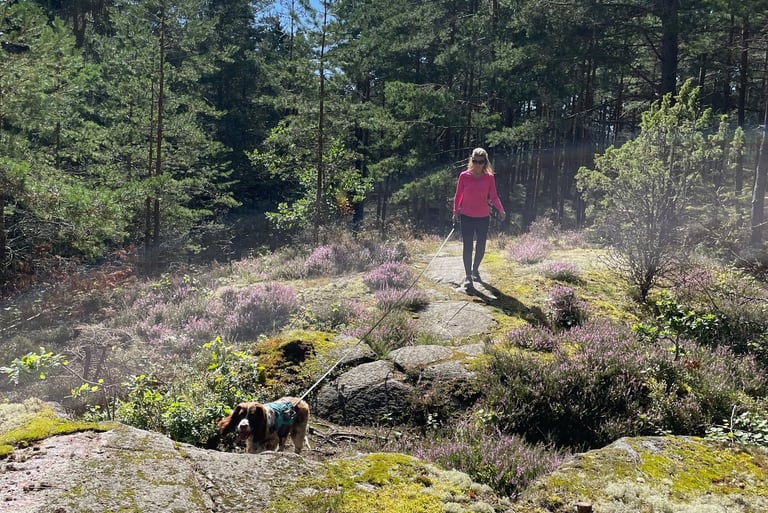 woods near Vanersborg at the southern tip of Lake Vanern, Sweden