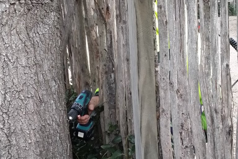 no limits or barriers to our determination to treat your tree