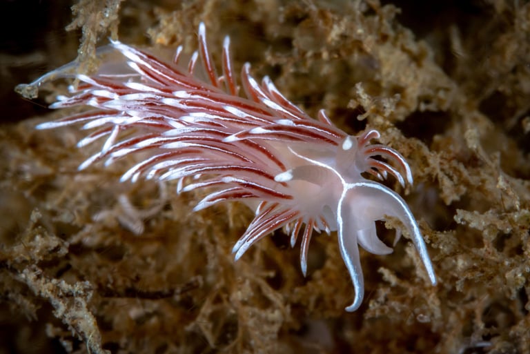 Coryphelle argentée