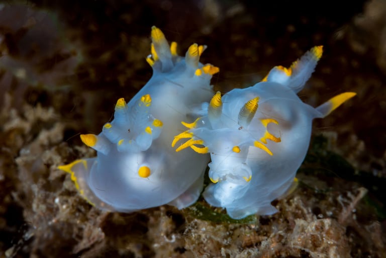 Polycera des Cornouailles